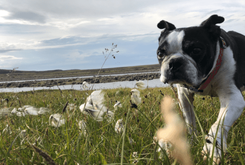 Life Lessons I Learned From My Dog With An Autoimmune Disease